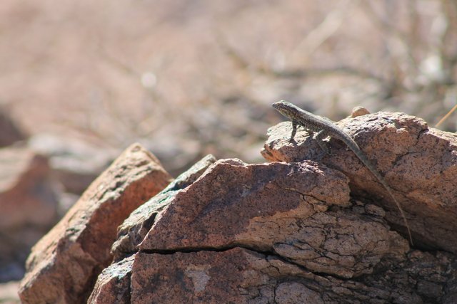lizard1.JPG