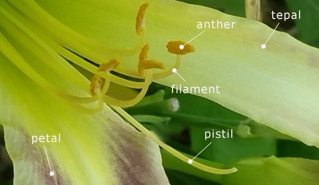 Lily--5.jpg