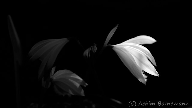light-2.jpg