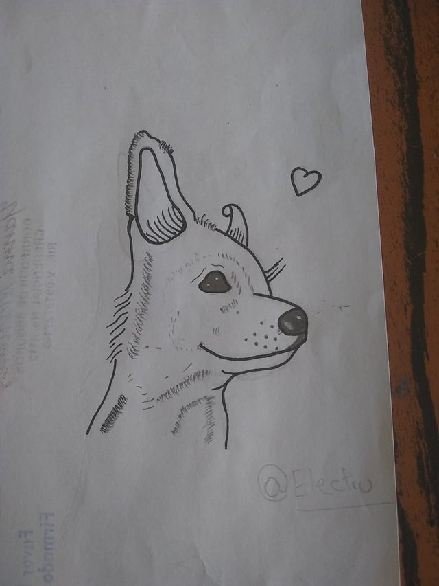Dog 3.jpg