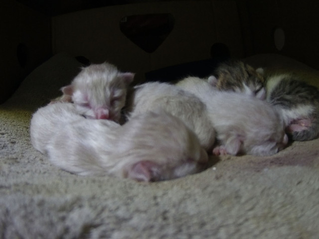 chaton3.jpg
