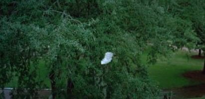 forrest.JPG