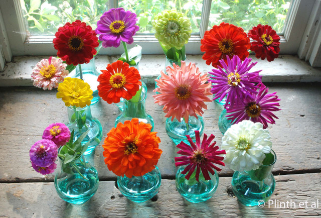 zinnias.jpg