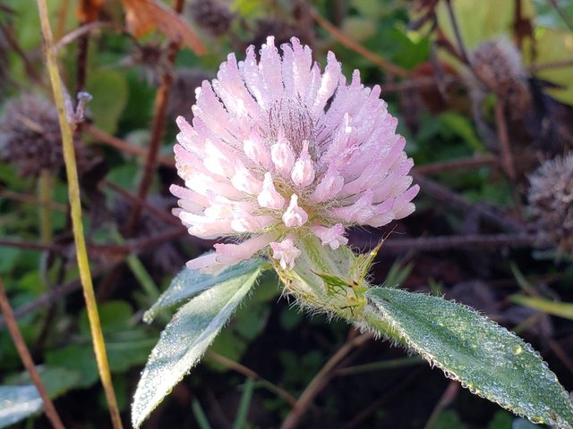 clover1.jpg