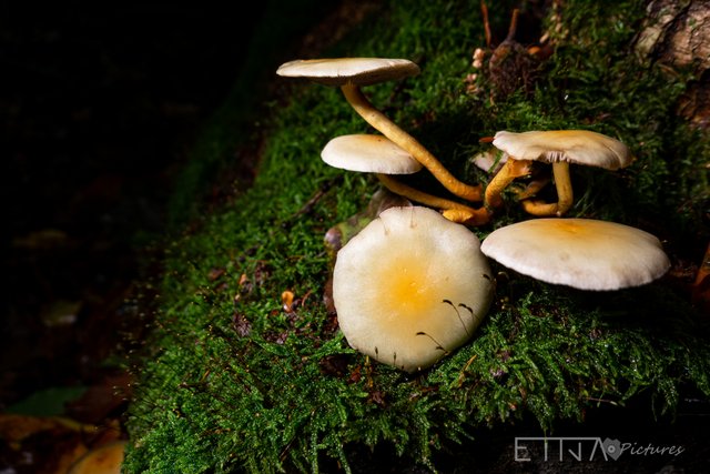 Pilze-3.jpg