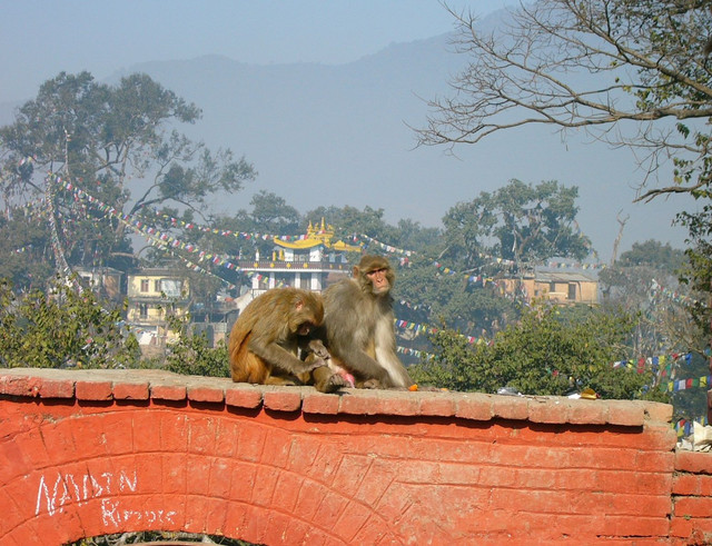 Nepalese Monkeys