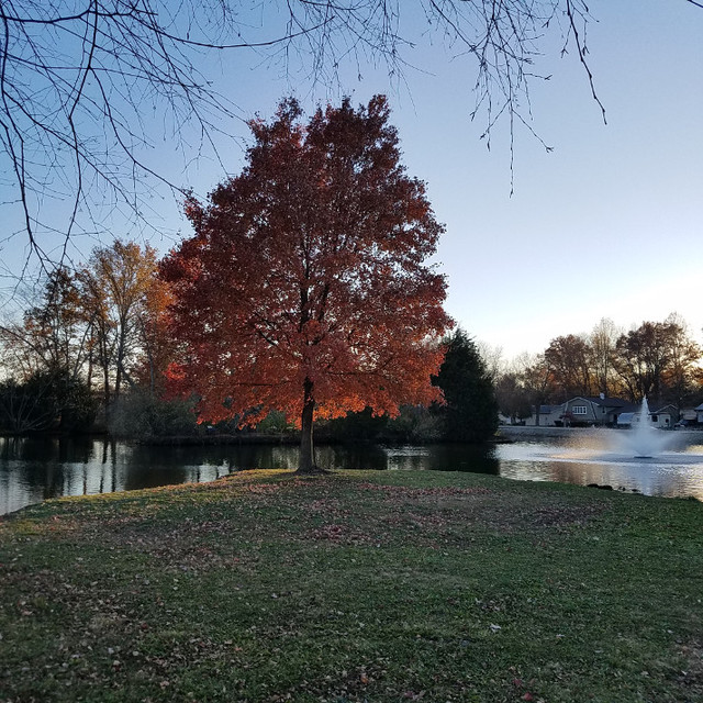 An orange tree glimmers in the sunset overlooking a lake with a fountain