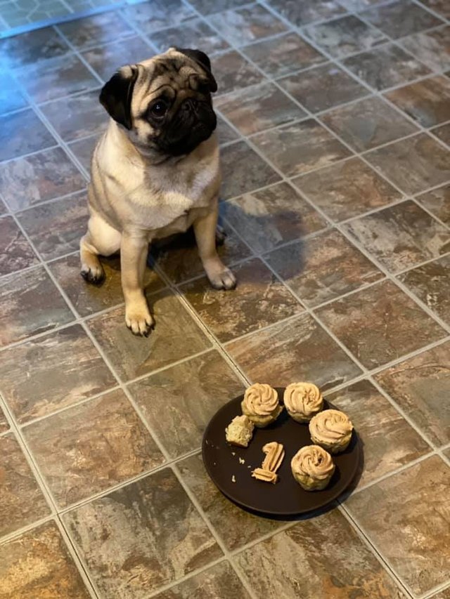freyja1.jpg
