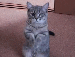 tenor-8.gif