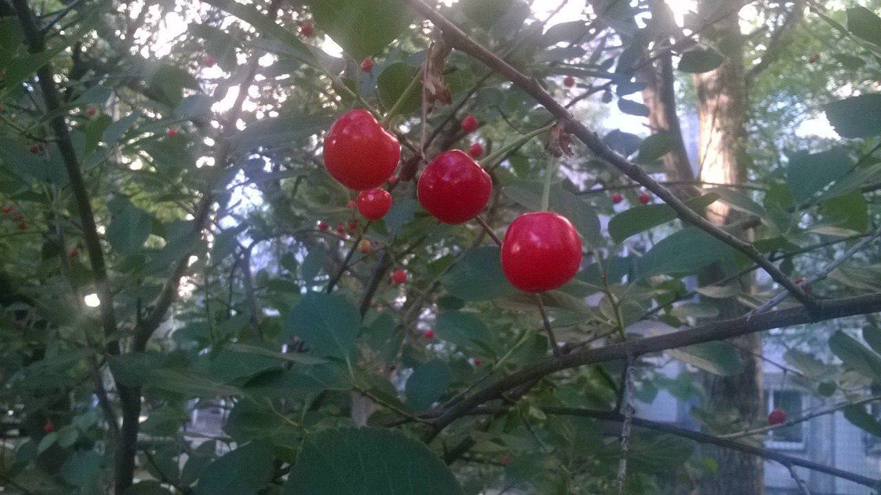 Вишня в саду. Урожай вишни. Созрела вишня в саду. Созрели вишни в саду у дяди. Вишня степная.