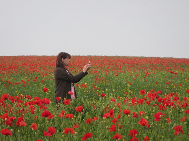 poppies.jpg
