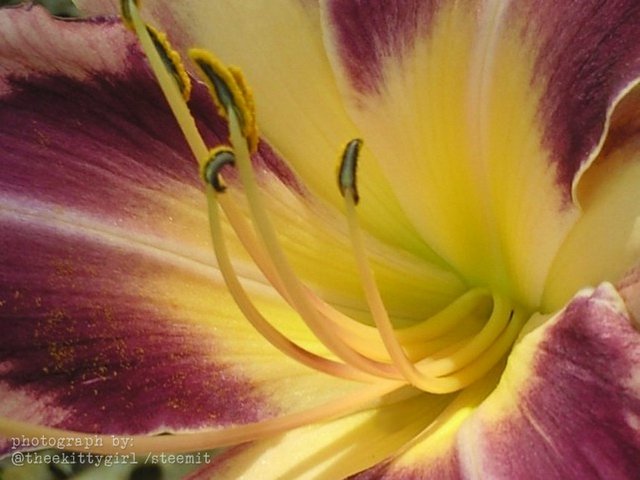 Lily--1.jpg