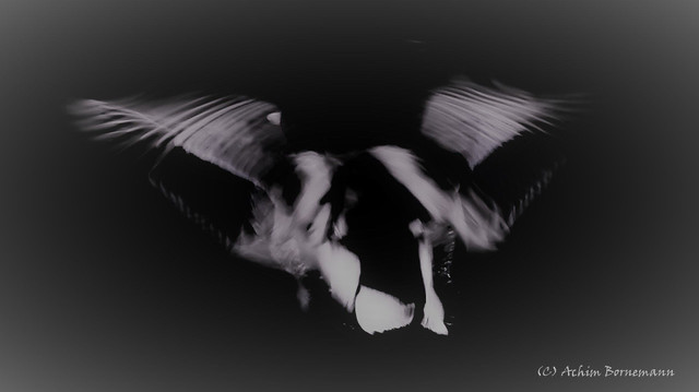 flyaway.jpg
