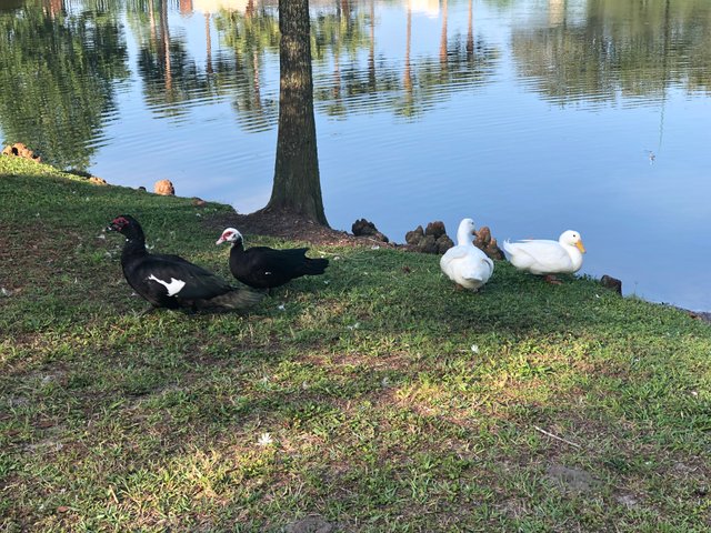 birdpic.jpg