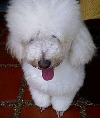 peluche.jpg