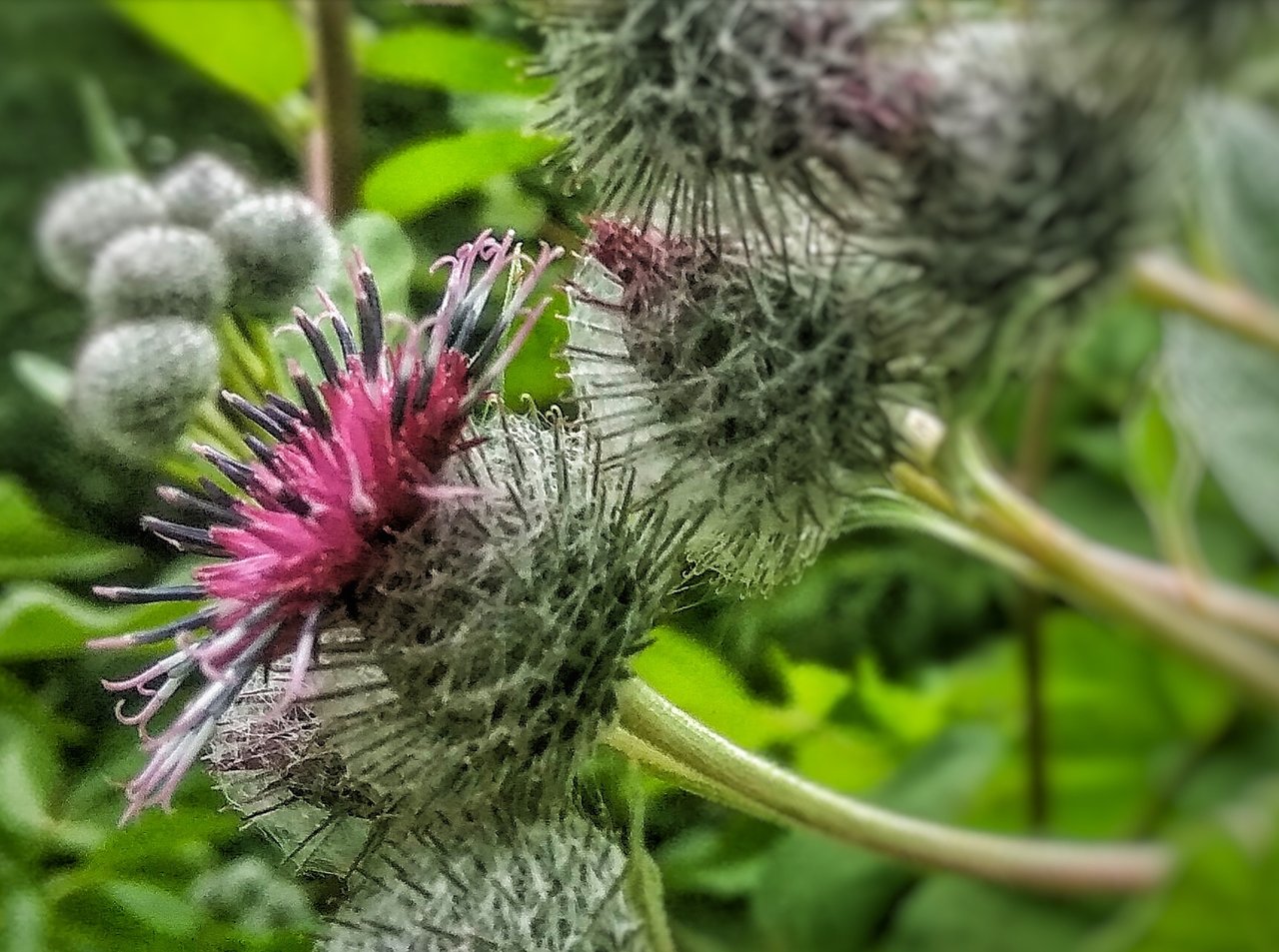 Репейная зверушка. Большая Переменка