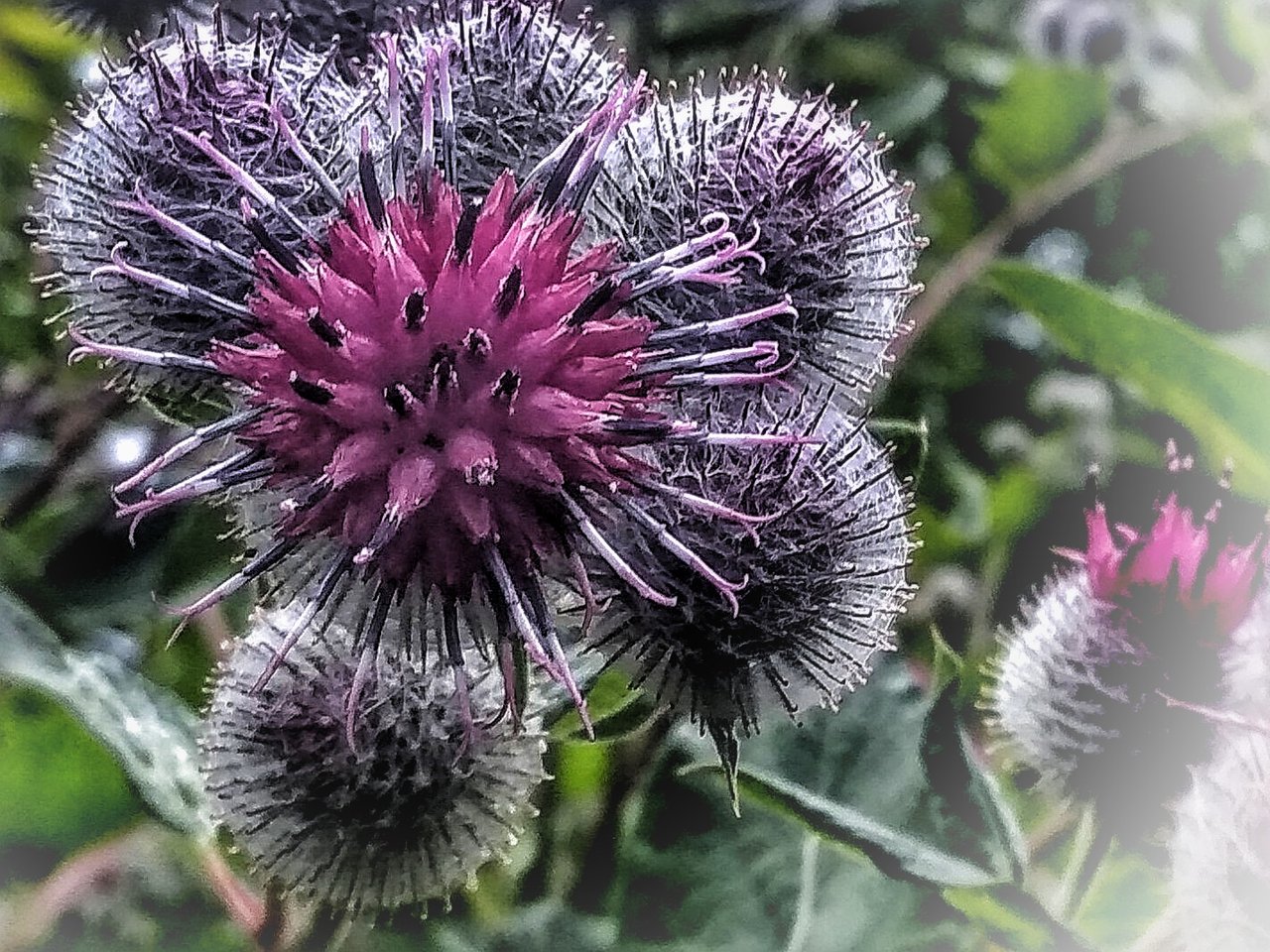 Растения Пензенской области: Лопух паутинистый