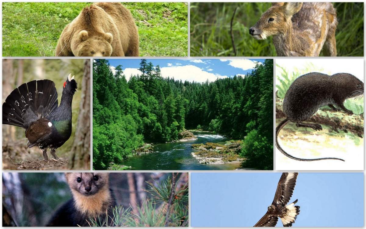 Fauna of russia. Фауна тайги в России. Фауна светлохвойной тайги. Фауна тайги Северной Америки.