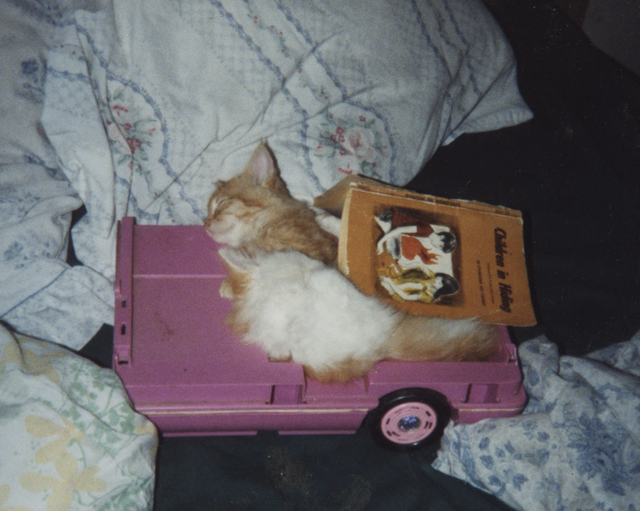 2000's apx Dumb Dumb & Baby Cat in Car near a Book on a Couch Sleeping.png