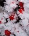 2018-12-05-Hoarfrost-04.jpg