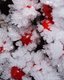 2018-12-05-Hoarfrost-04.jpg