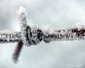 2018-12-05-Hoarfrost-03.jpg