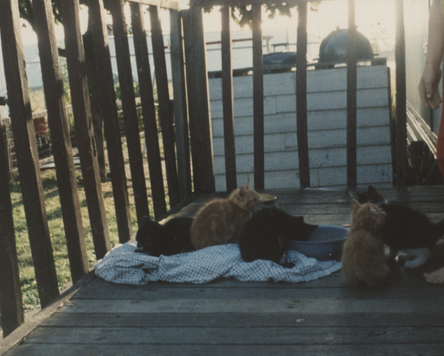 1991-09 Muffin's Kittens Picture Front & Back-1.png