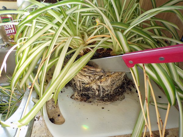 Repotting the Spider Plant - January 9, 2020 @goldenoakfarm  Steemit