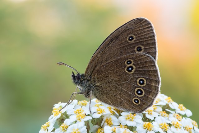 Brauner waldvogel (Aphantopus hyperantus)_Q22A9563-BF.jpg
