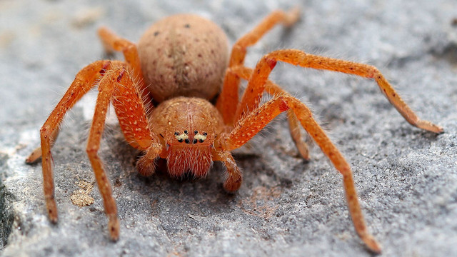 Arachnida Araneae Sparassidae Neosparassus-diana BY.jpg