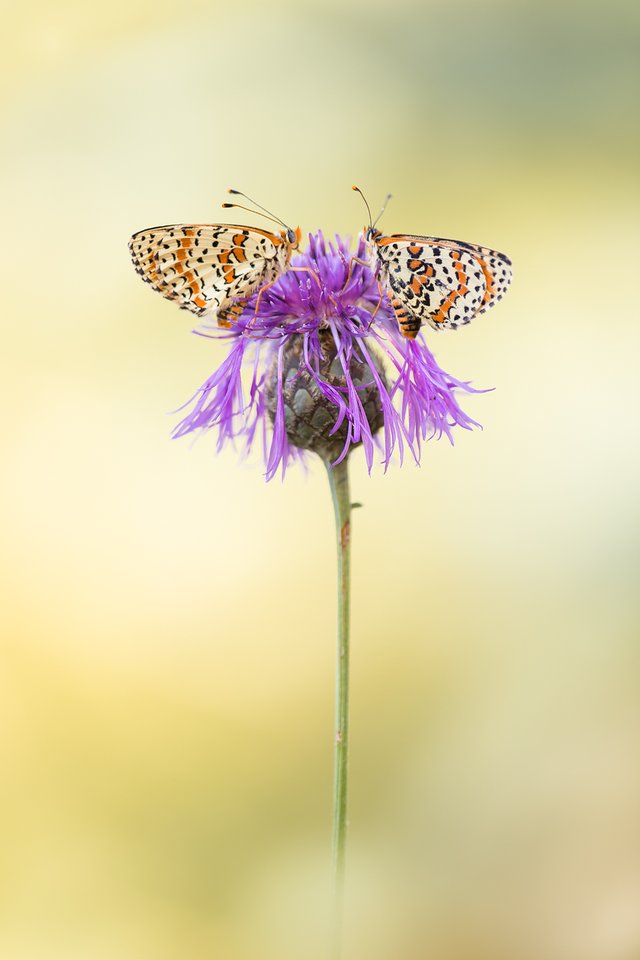 Roter Scheckenfalter (Melitaea didyma)_CI4A1028-BF-BF.jpg