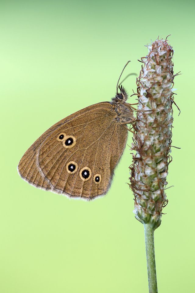 Brauner waldvogel (Aphantopus hyperantus)_Q22A5717-BF.jpg