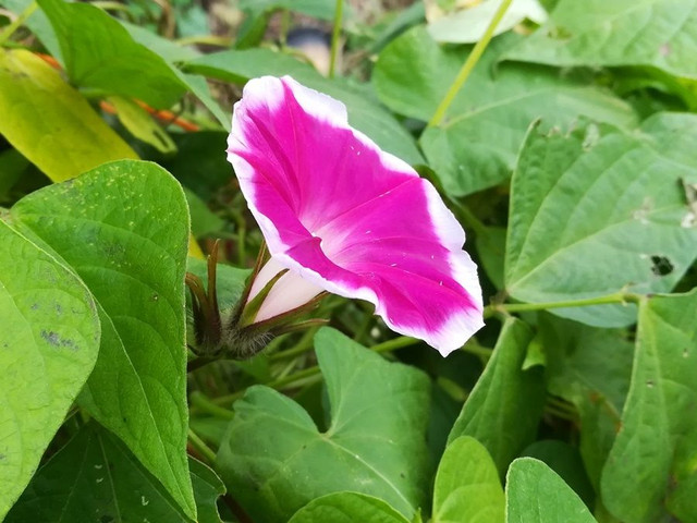 a bindweed (4).jpg