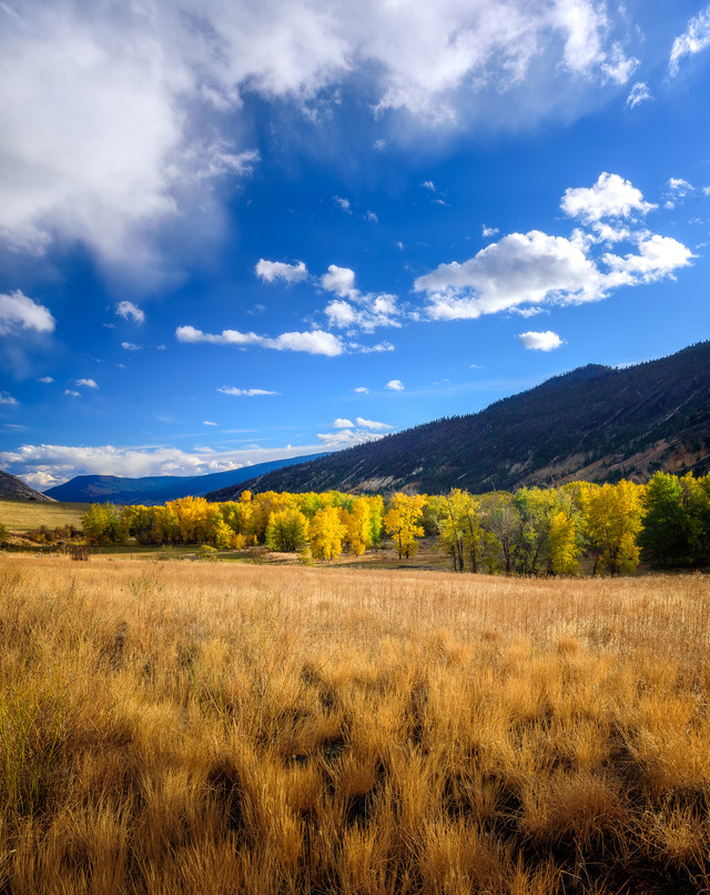 Fall Colours