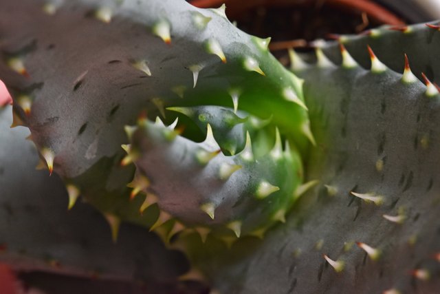 Aloe Reitzii 3.jpg