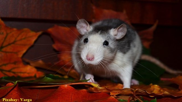 rat cute varga.jpg