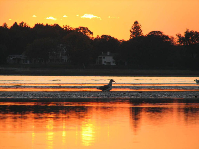 SUNSET GULL 1A.jpg