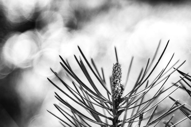 DSC01912-BW-3-2-ST.png