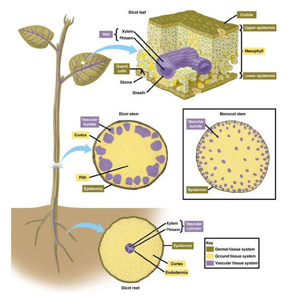 PlantTissueSystems.jpg