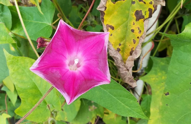 a bindweed (1).jpg