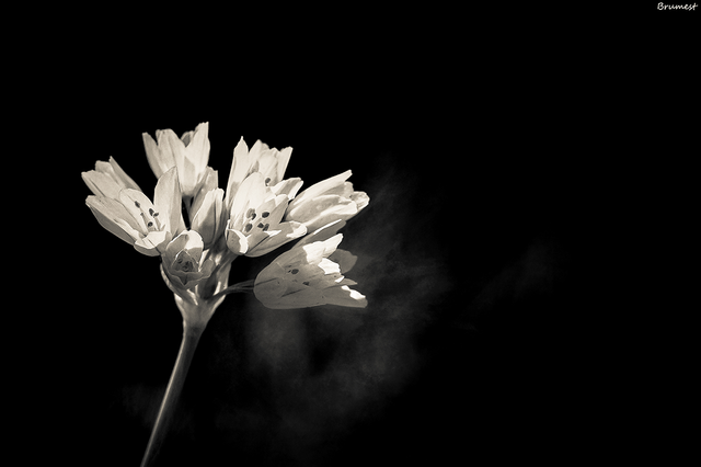 DSC_7158-DV-3-3-WE.png