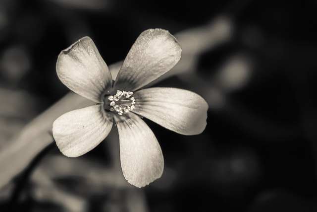 DSC_7302-BW2-3-ST2.png