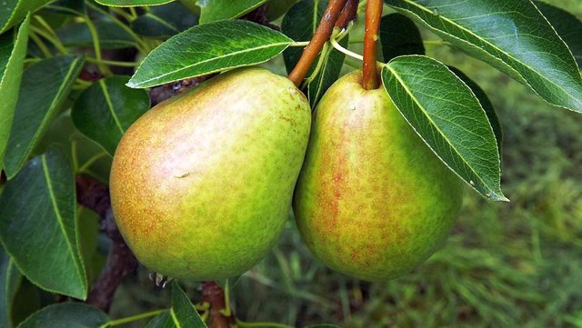 fruit-2644838__480.jpg