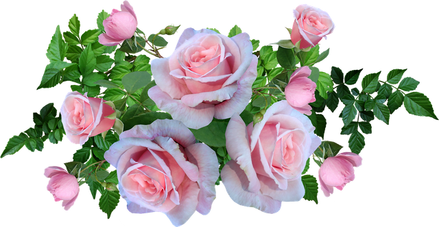 roses-4245871_1920.png