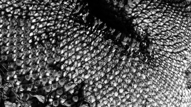 sunflower 3 BW.jpg
