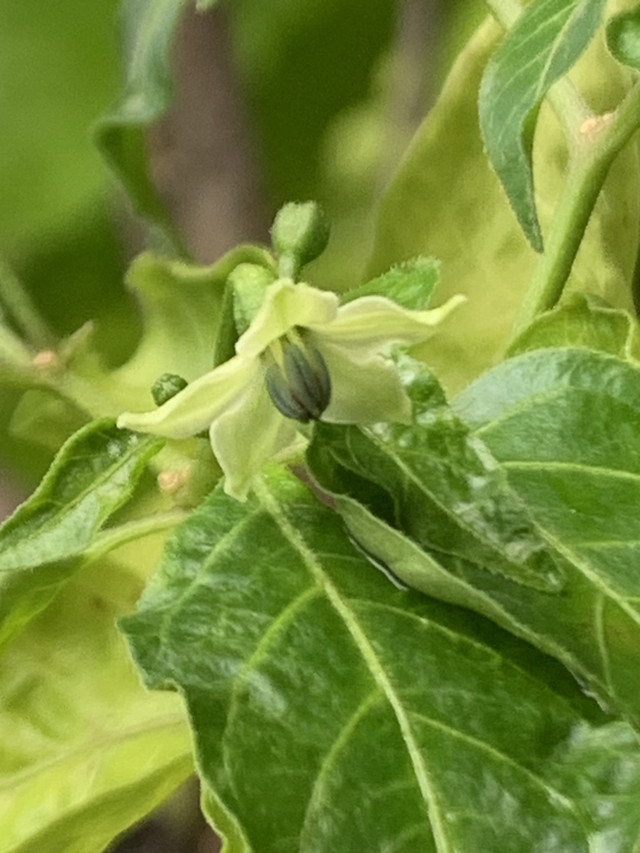 chilli flowers11.jpg