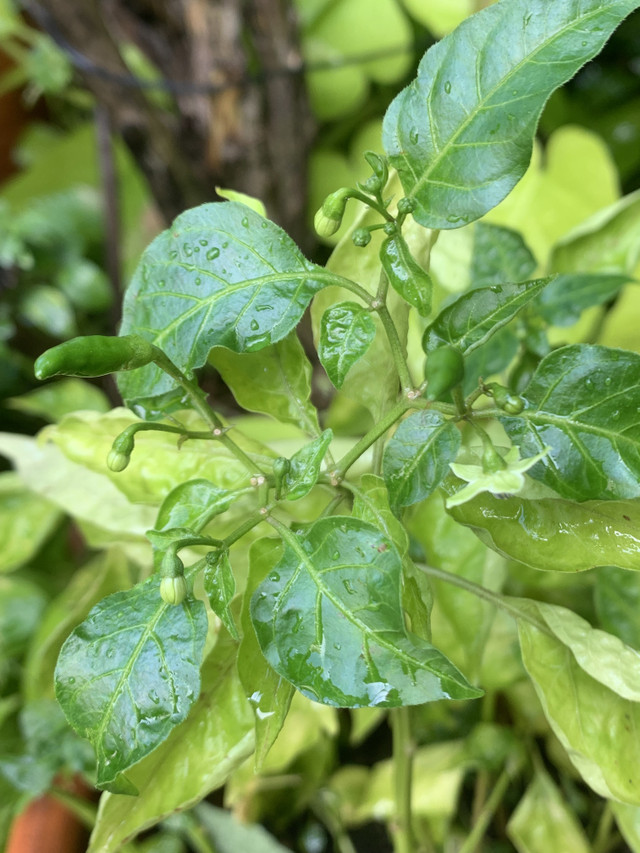 chilli flowers10.jpg