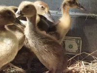 Baby_Ducks_15_Days.jpg
