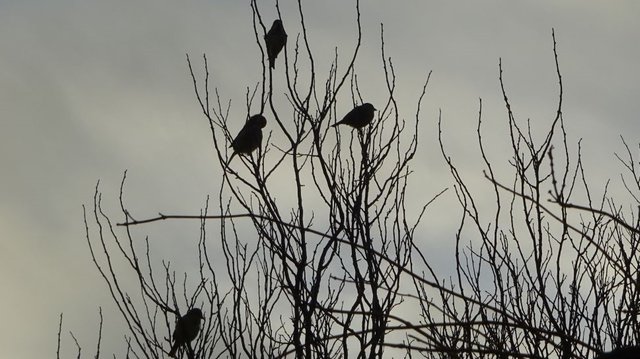 Pájaros (2).jpg