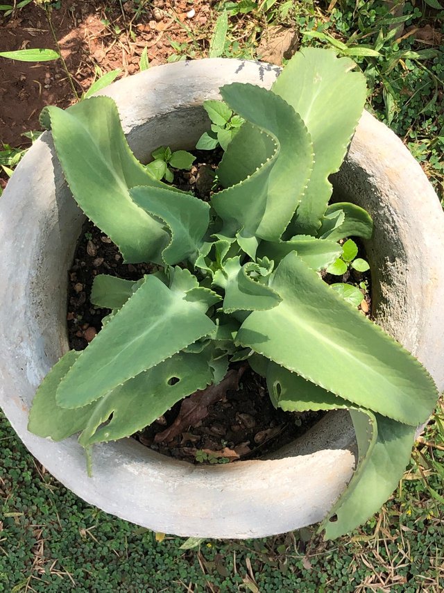 Alligator Plant.jpeg
